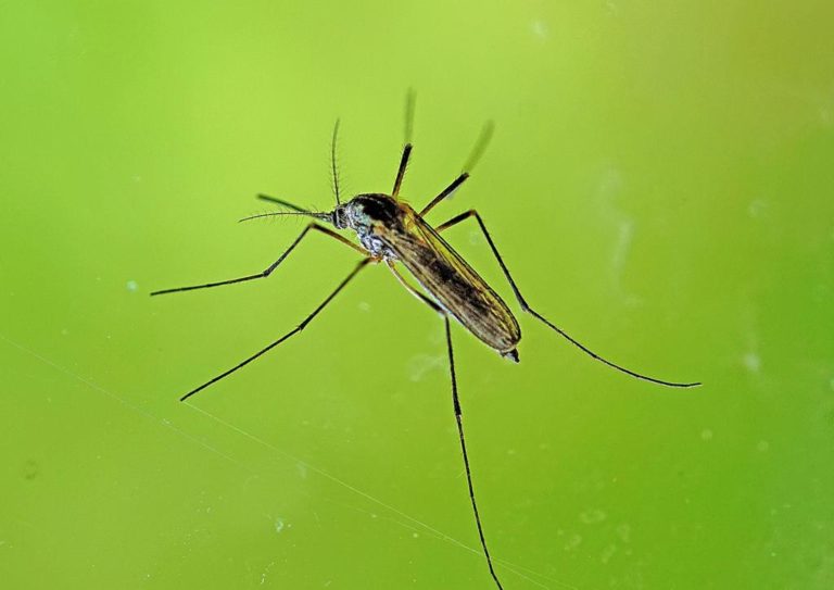 W jakim celu potrzebujemy wsparcia do walki z insektami?